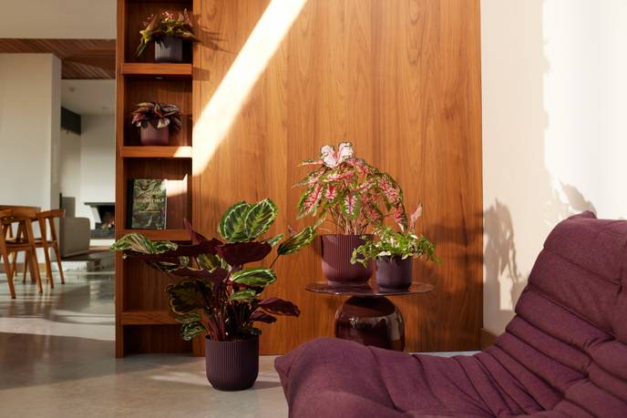 the winery collection 18cm rojo burdeos